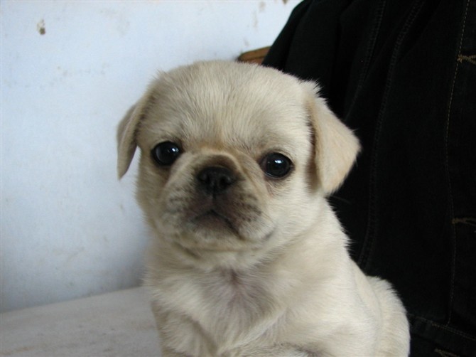 同学家的小哈皮