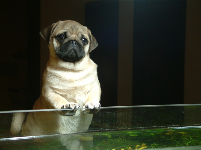 同学家的小哈皮