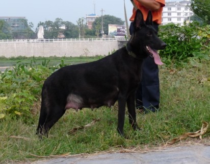 5只纯种昆明犬小狗