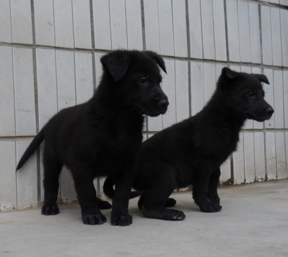 5只纯种昆明犬小狗