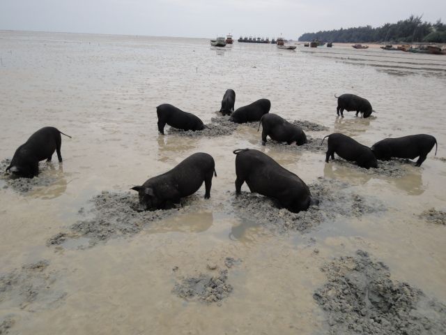 渤海海猪图片图片