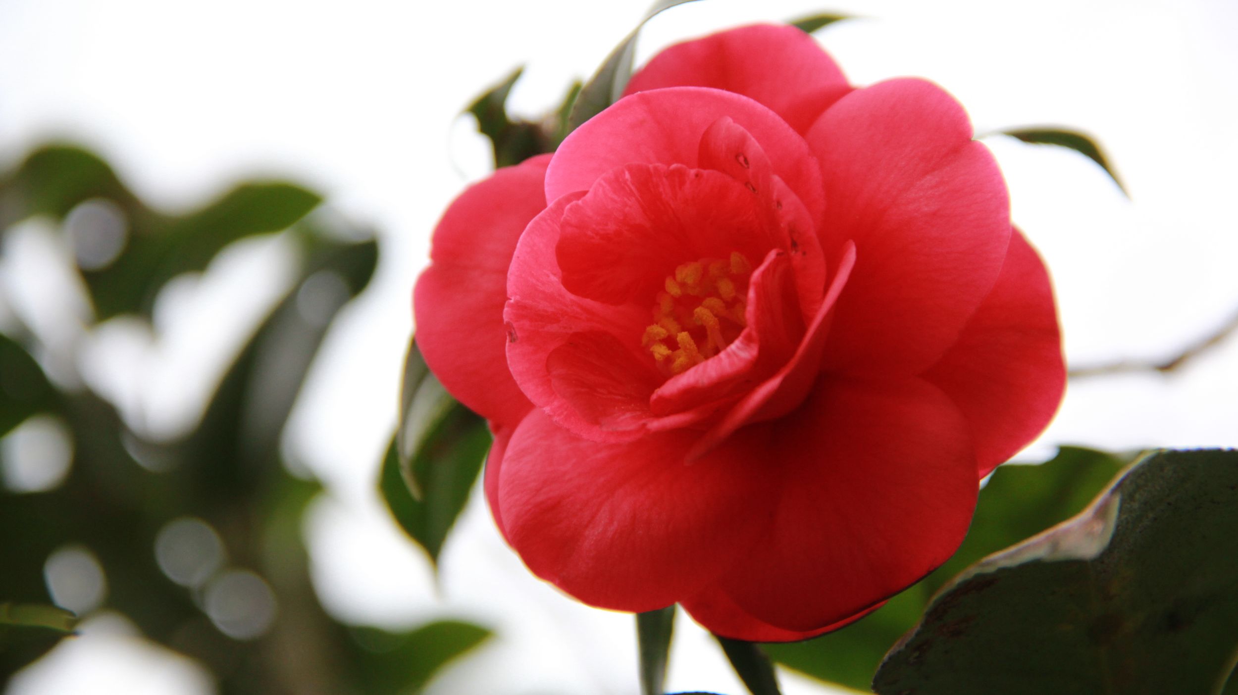 北海山茶花又开