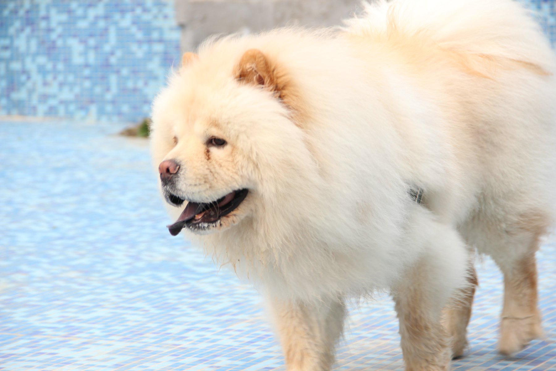 公松狮征婚-猫狗交易-北海365网(beihai365.com)