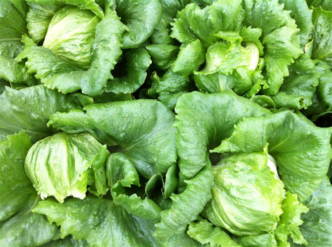 卷心生菜