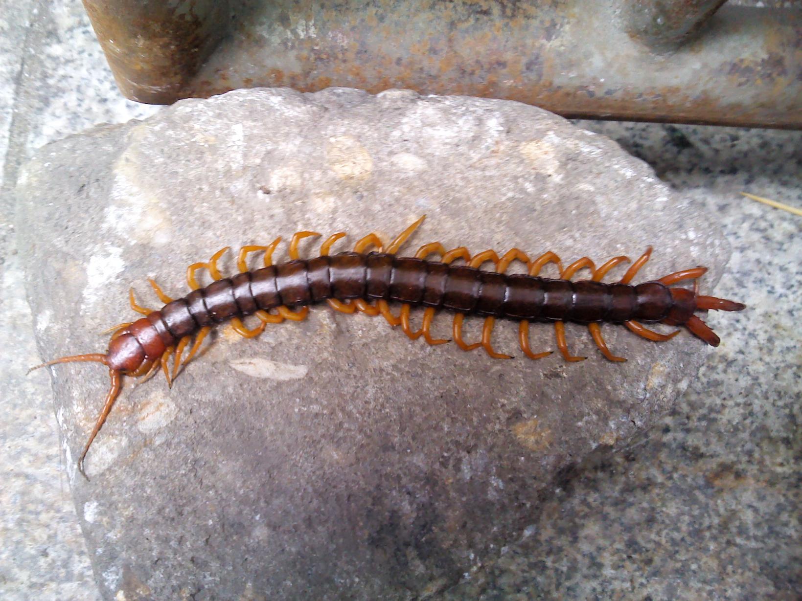 在我店附近抓住一条20cm左右的"百足"注:蜈蚣-镜头