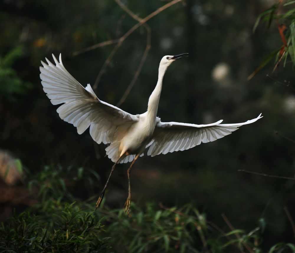 周末防城港光坡镇红沙村白鹭园之鹭舞红沙