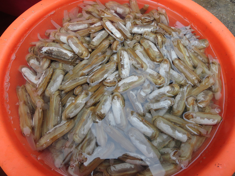 吞螺,用来炒辣椒