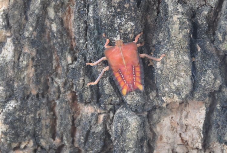 龙眼树上的长鼻子昆虫图片