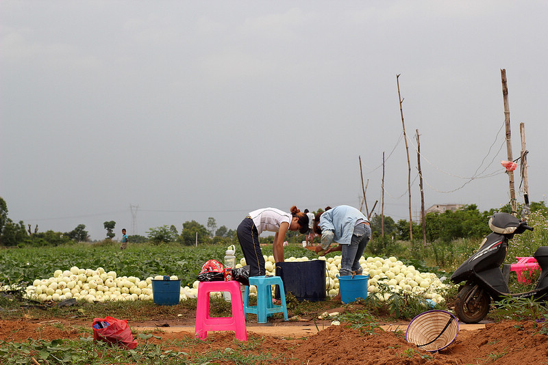 摘香瓜,窑鸡,吃农家饭——感受泥土的芳香