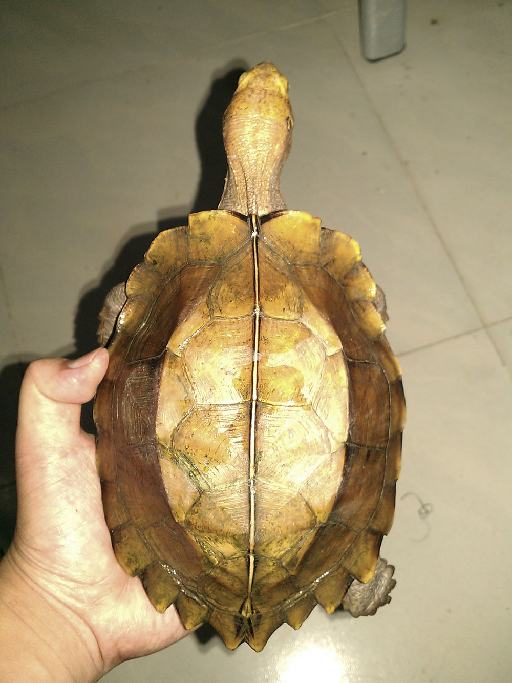 秀下我家的奥氏锯缘