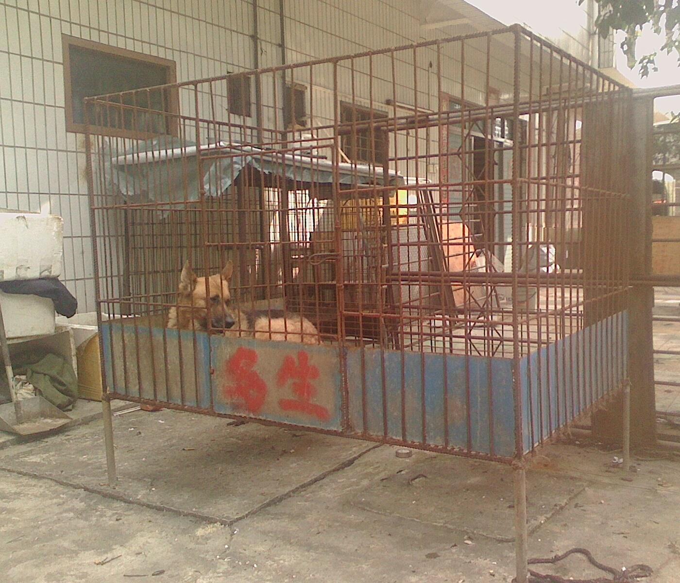 狗笼宽1.6m高1m长1m,380元