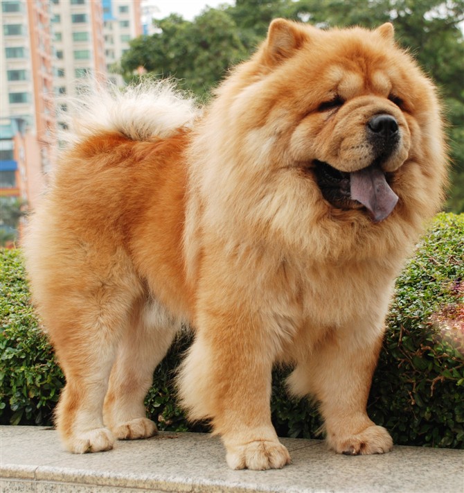 松狮福太郎的第九胎出来卖萌咯,最后两只