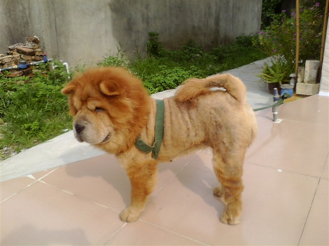 松狮福太郎的第九胎出来卖萌咯,最后两只