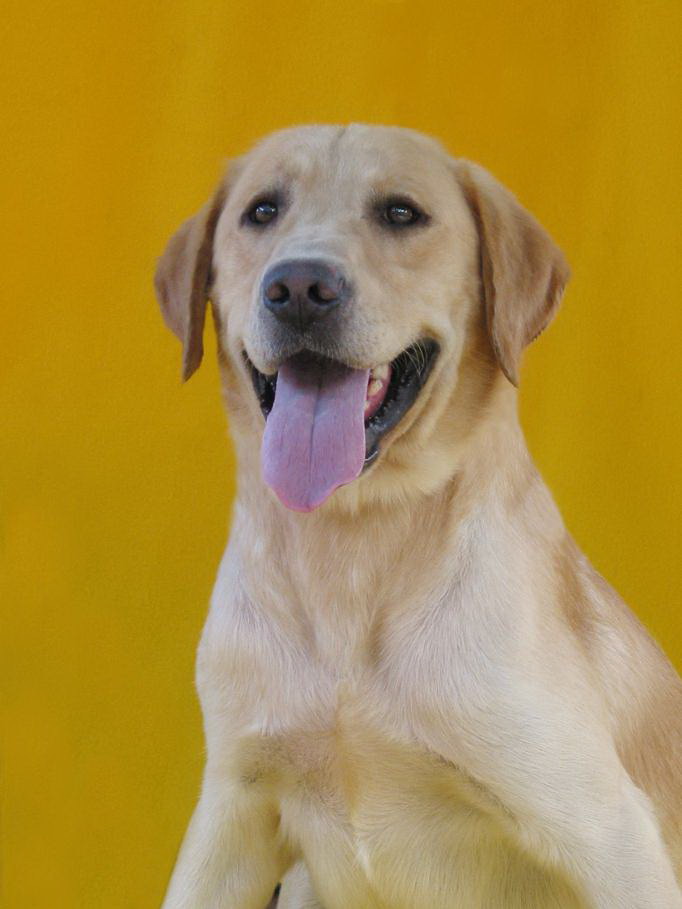 奶黄色的拉布拉多大公狗体重约70斤左右毛色亮丽对外配种