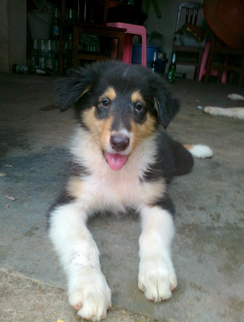 三个月大三色公苏牧,700元