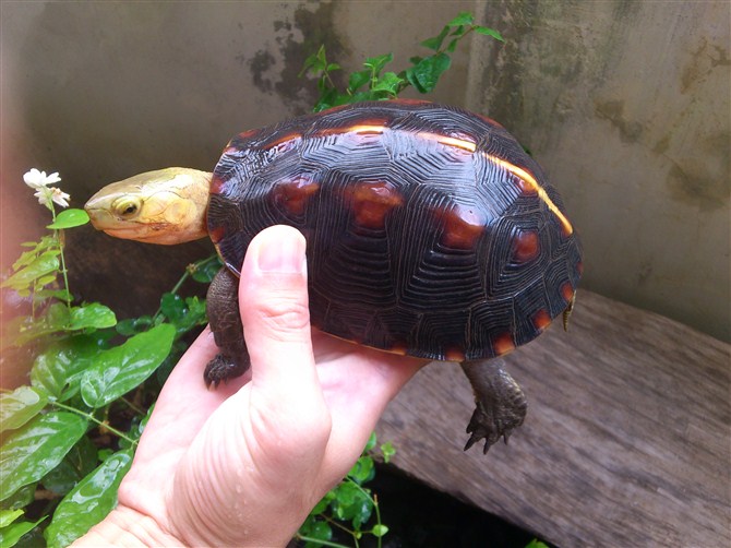 北两年的高背细纹极品台缘,1950元