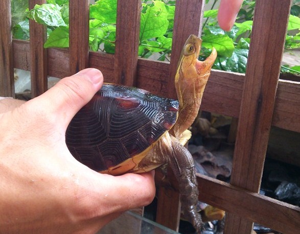 一只养过两年的高背细纹极品台缘,1950元
