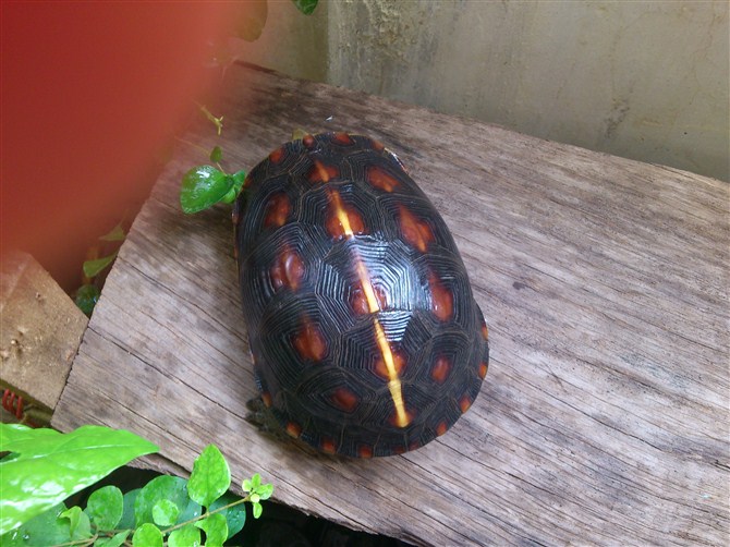 出黄缘一只养过两年的高背细纹极品台缘,可比安缘,母,状态生猛,1950