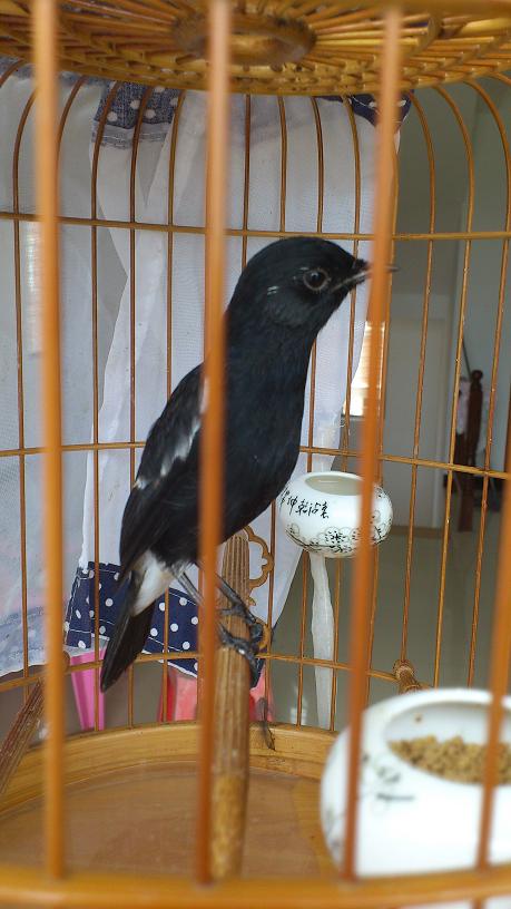 小黑白(白斑黑石鵖)换完毛了