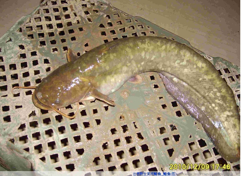 有谁钓过那么大的本地塘角鱼吗