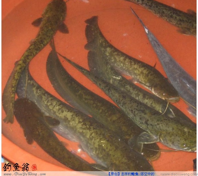 有谁钓过那么大的本地塘角鱼吗