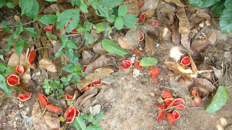 诱人的凤眼果,北海的俗名叫"九层皮",煲汤煮糖水最好味