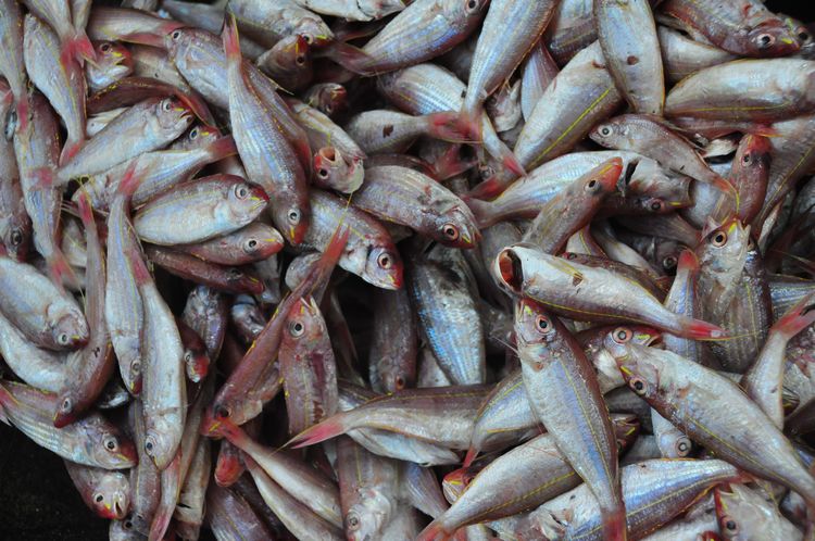 冷空气南下渔船集体回港,大量鱼货集体上岸量涨价跌(图)