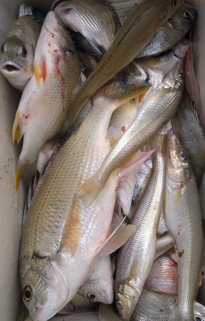 今晚桌上的香煎沙钻,清蒸大腊,鲜鱼汤原料