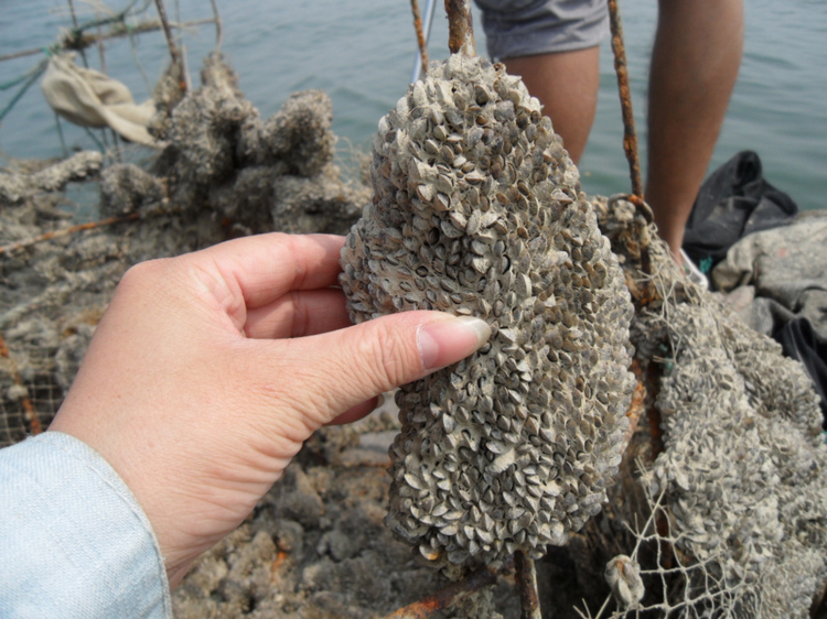 看特写,小小的螺,不知道死了没有,北海市民黄金剩斗士赞引用回复楼主