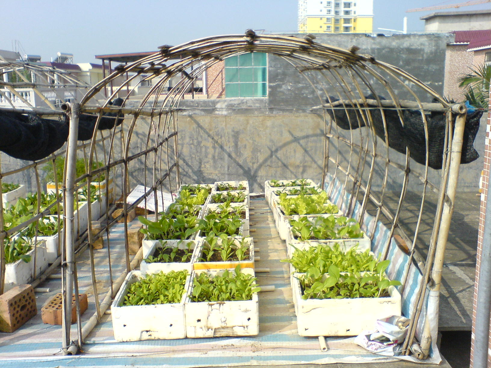 我的种菜方法-绿色兵团-北海365网(beihai365.com)