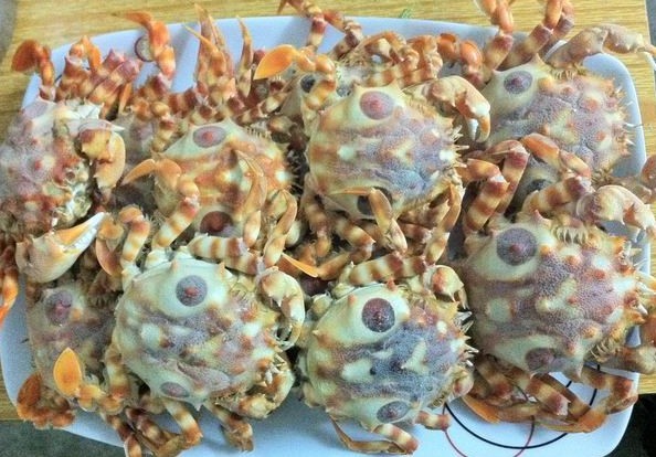 5小时狂捉百只【狮子蟹】(6楼已更最新照片)