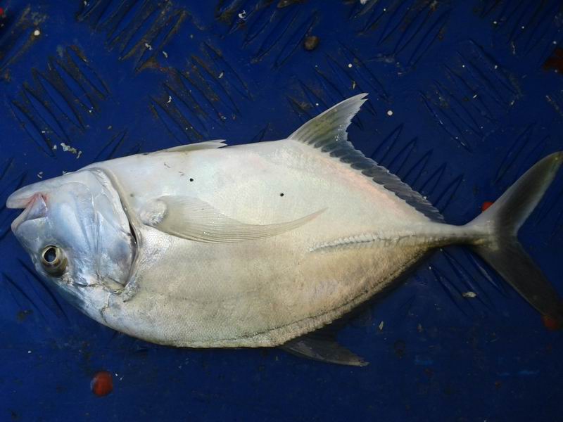 乘风破浪11金秋大马鲛