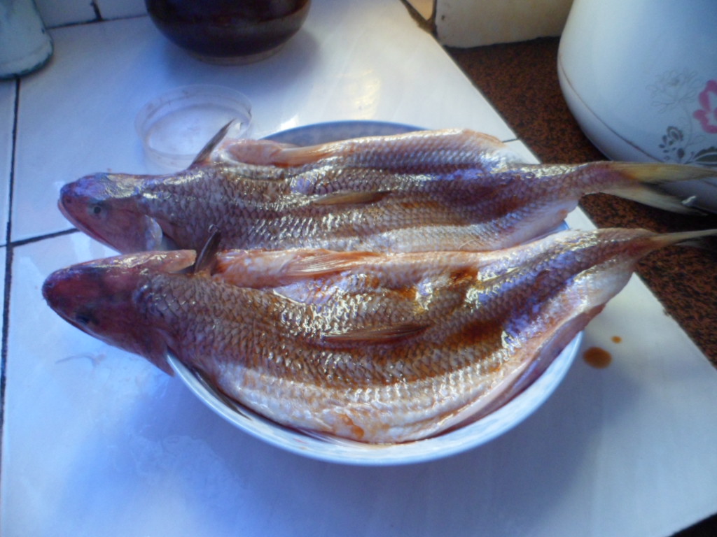 发一下我自家的葵龙鱼