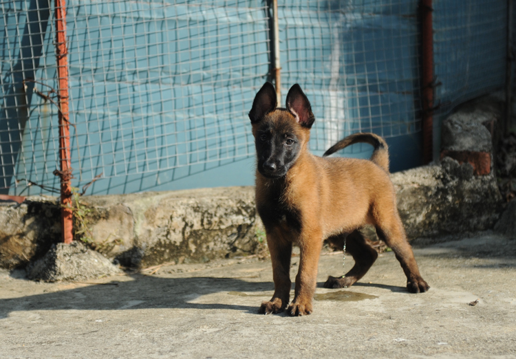 纯正小马犬两公两母,接受预订