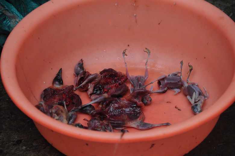 亲历森林公安抓捕文明路旧菜街鸟贩,收缴放生近600只候鸟(图)