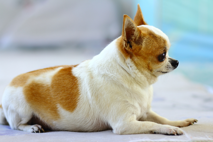 史上最肥吉娃娃