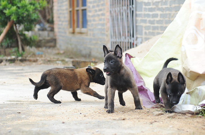 一窝小马犬公母均有,可上门看狗,价格面议