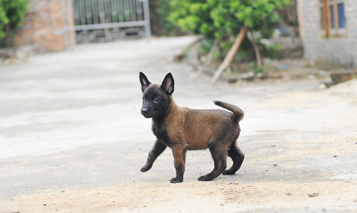 一窝小马犬公母均有,可上门看狗,价格面议