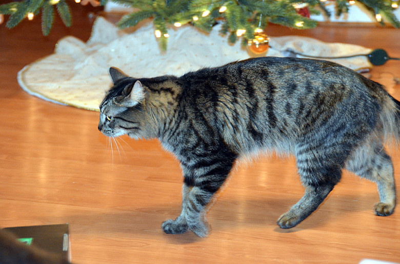 爱死你们啦有时萌有时优雅的两个大笨猫