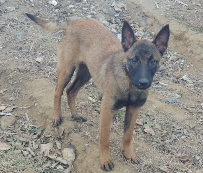 我的马犬六个月大晒晒