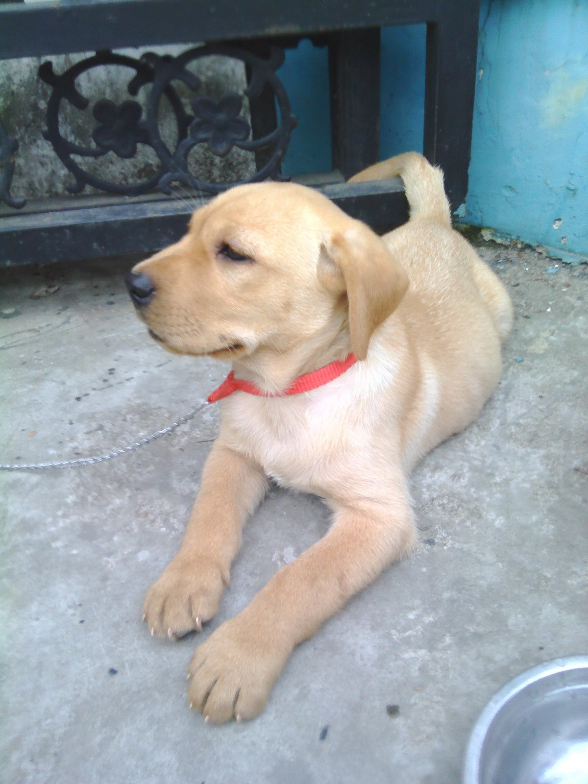 出家养纯种的黄色拉布拉多小公狗,价格面议