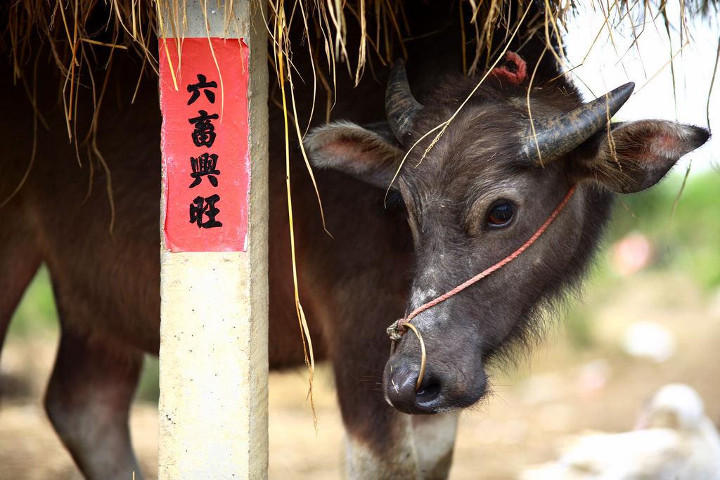 【国民银行杯】"春节故事"六畜兴旺