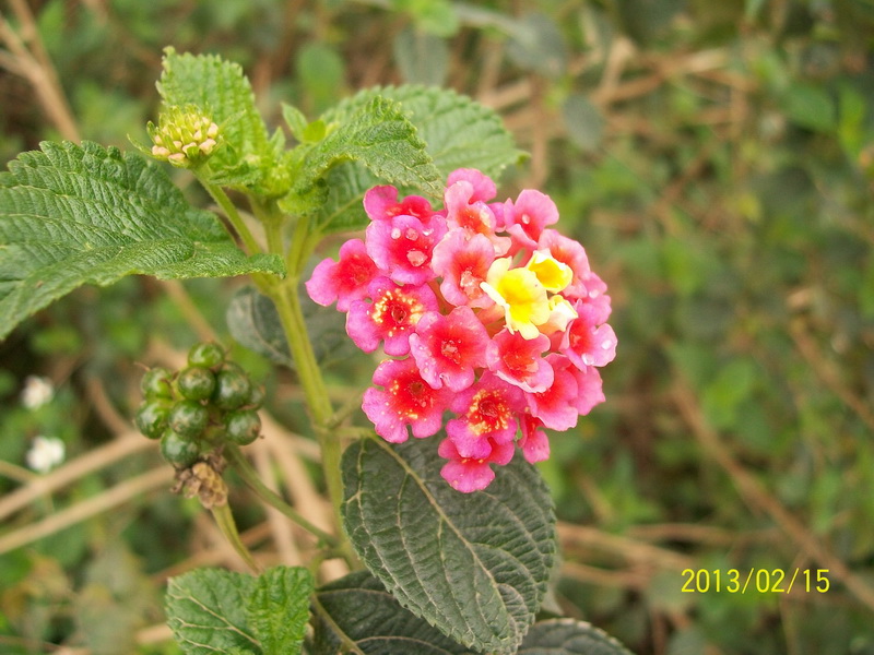 美丽的"头晕花"(学名应该是叫五色花或五色梅),小心,据说这花有毒!
