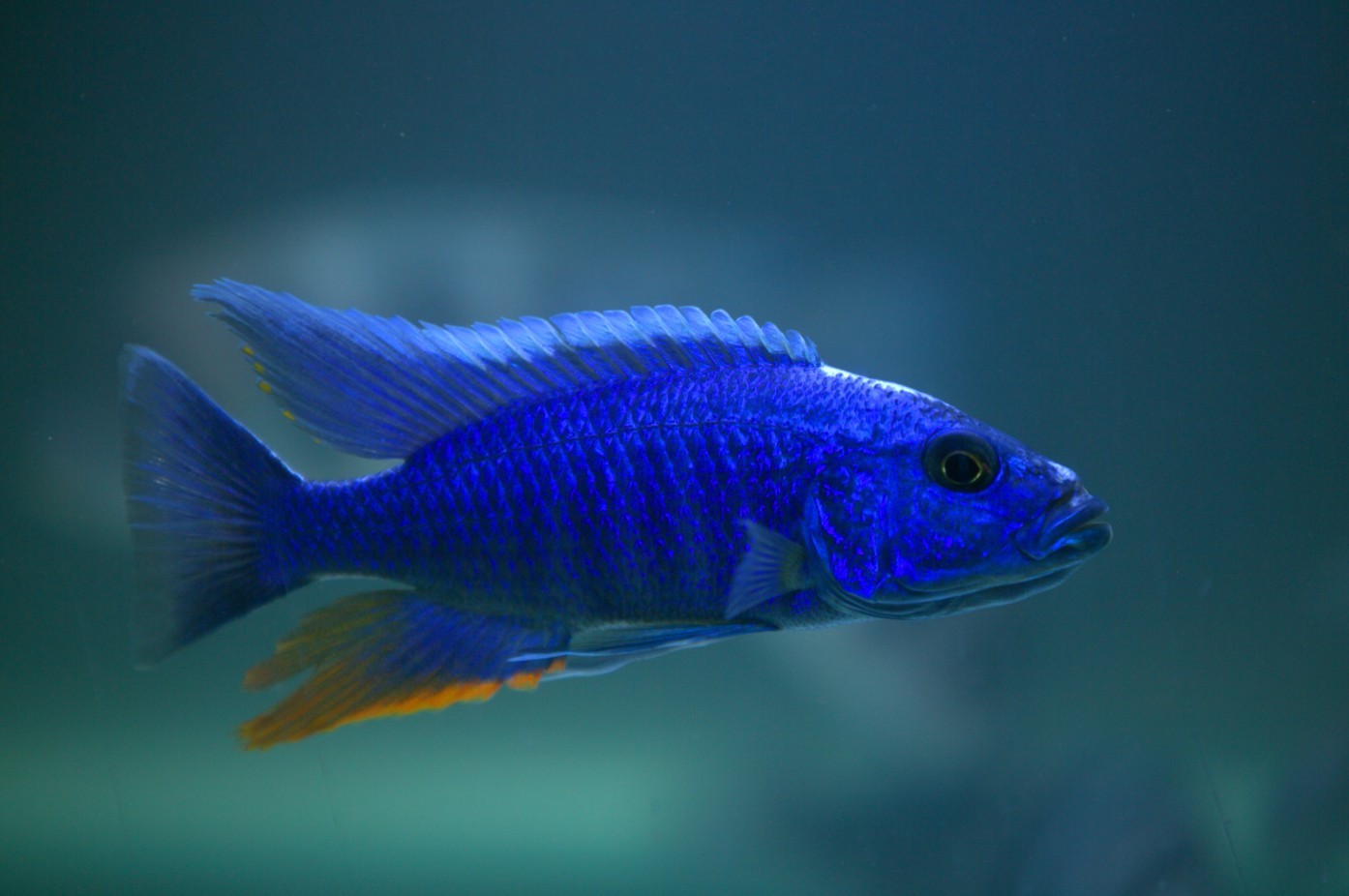 出蓝色阿里鱼数条已发色,价格内详