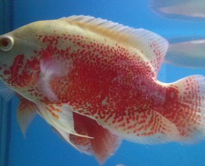 地图鱼20公分长有3条,40块一条