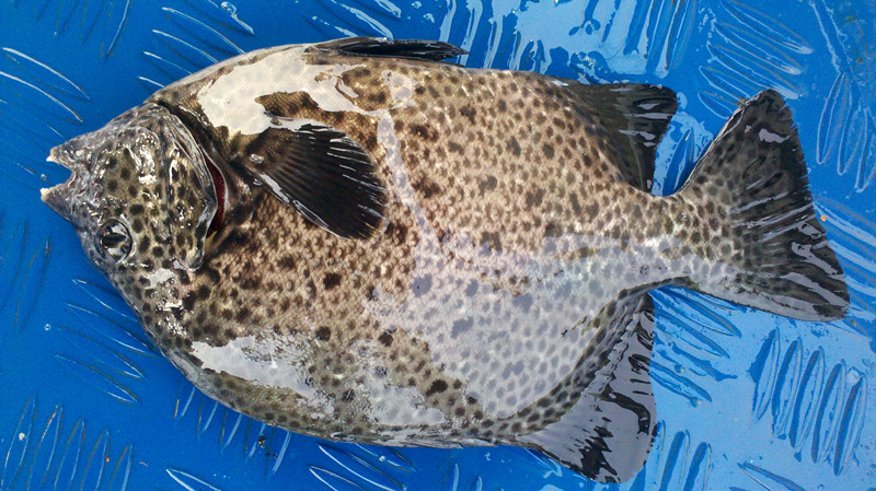 我们说的石金鼓 好象叫石鲷&nbsp;&nbsp;美味啊.