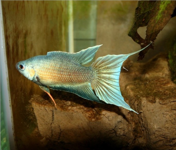 中国斗鱼基础篇(认识中国斗鱼)