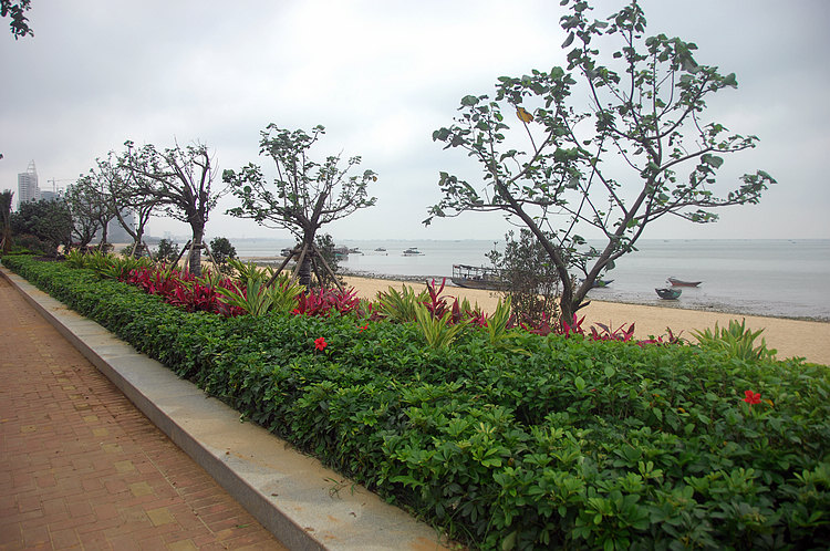 漫步海景大道,新修的绿化带和新种的树让这里更漂亮了