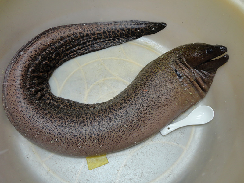 爱北海,做好北海菜41(十斤重的油锥你见过没?