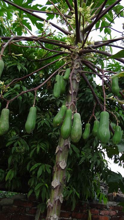 在总江口拍到的公木瓜树结的果 母的木瓜树结的